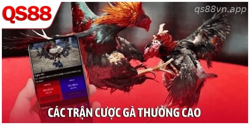 Các trận đá gà được cập nhật thường xuyên